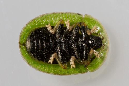 Réf. 306 459 : Cassida rubiginosa