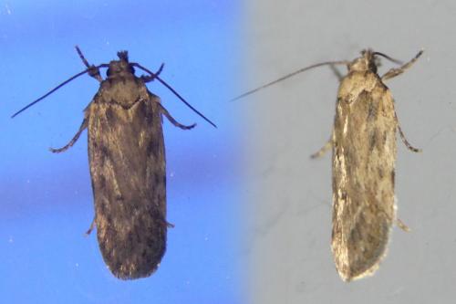 Depressaria sp.