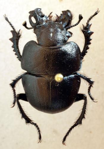 Réf. 306 991 : Lethrus cephalotes