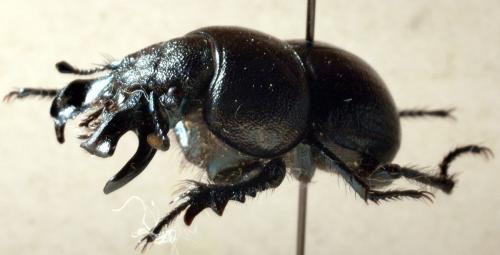 Réf. 306 992 : Lethrus cephalotes