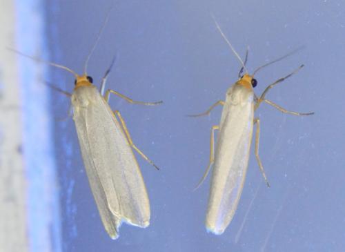Eilema sp.