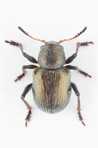 Réf. 306 266 : Macrocoma rubripes