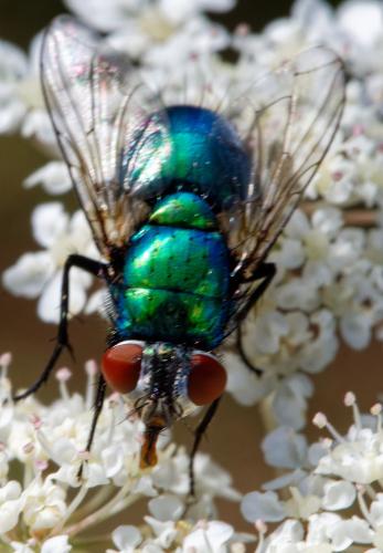 Lucilia sericata