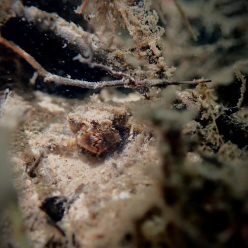 Cordulegaster sp.