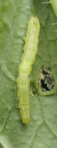 Réf. 306 499 : Plusiinae inconnu