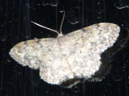 Idaea libycata
