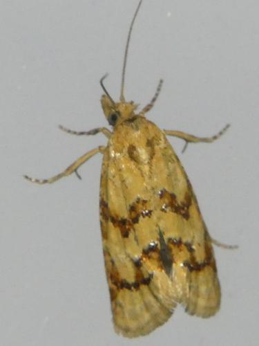 Réf. 306 074 : Aethes sp.