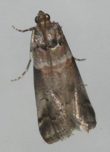 Réf. 306 077 : Acrobasis legatea