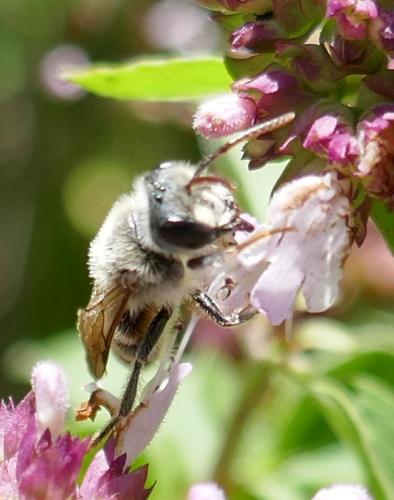 Réf. 306 307 : Andrena decipiens