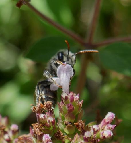 Réf. 306 305 : Andrena decipiens