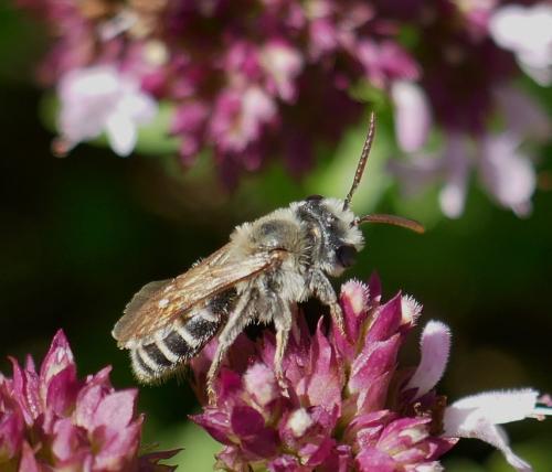 Réf. 306 306 : Andrena decipiens