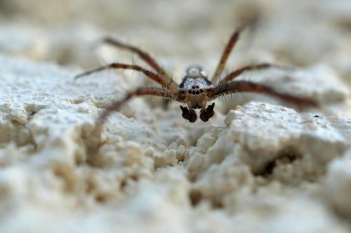 Argiope bruennichi