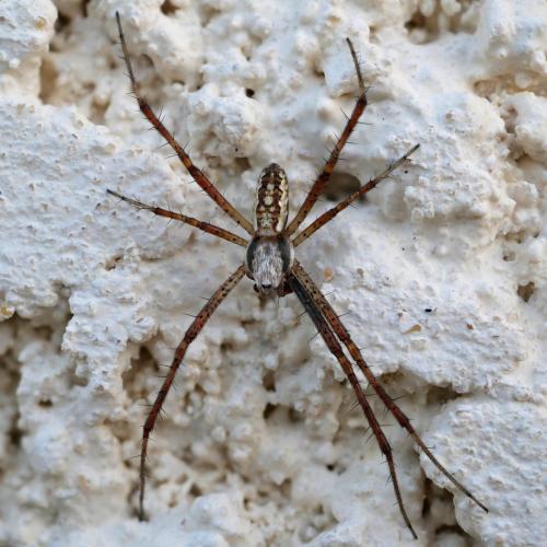 Réf. 306 277 : Argiope bruennichi