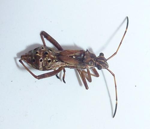 Camptopus lateralis