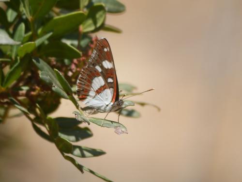 Limenitis reducta