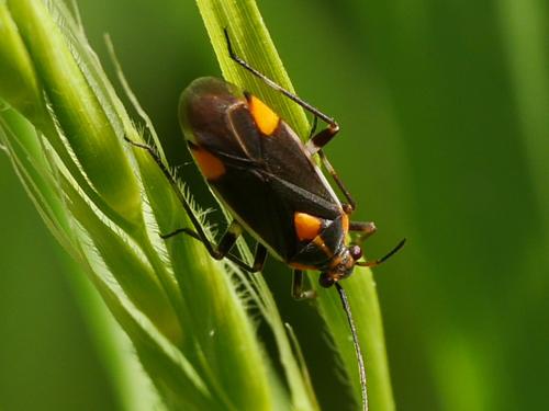 Réf. 306 042 : Capsodes flavomarginatus