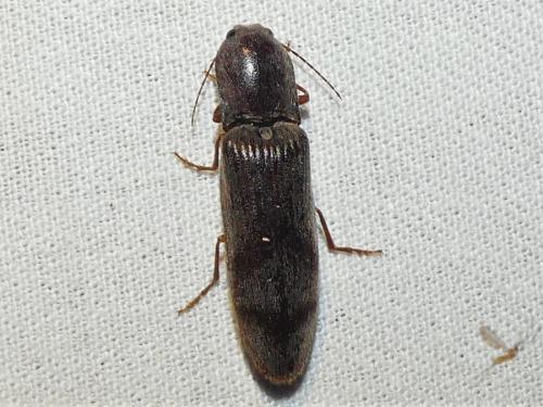 Réf. 306 234 : Stenagostus rhombeus