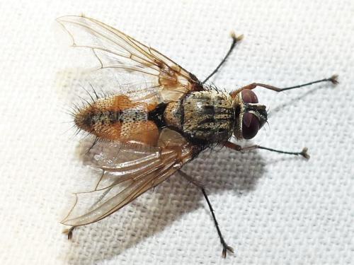 Dexia rustica