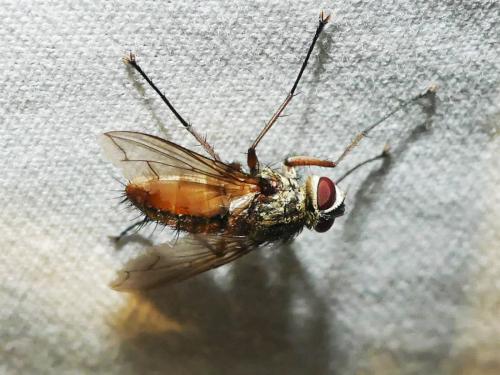 Réf. 306 322 : Dexia rustica