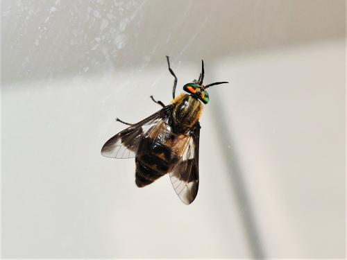 Réf. 306 641 : Chrysops caecutiens