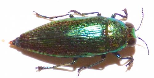 Eurythyrea micans