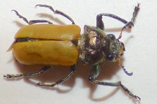 Labidostomis pallidipennis