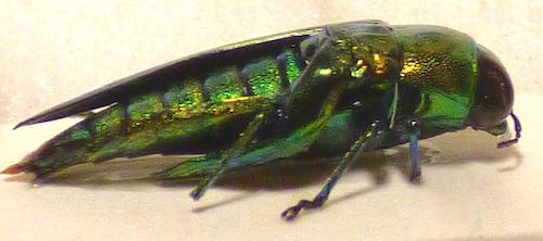 Réf. 306 129 : Eurythyrea micans