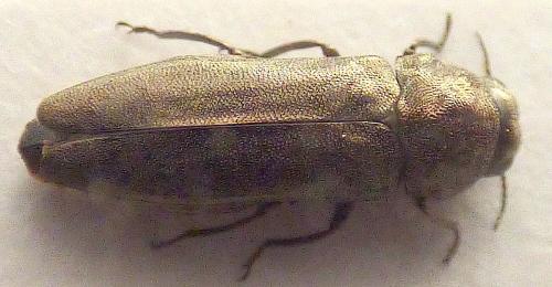 Meliboeus santolinae