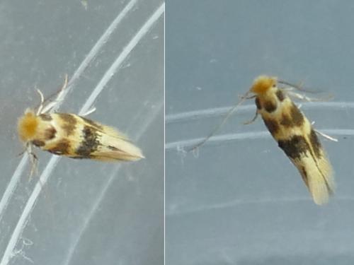 Réf. 306 109 : Bucculatrix thoracella