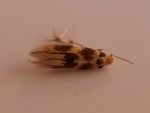 Réf. 306 215 : Bucculatrix thoracella