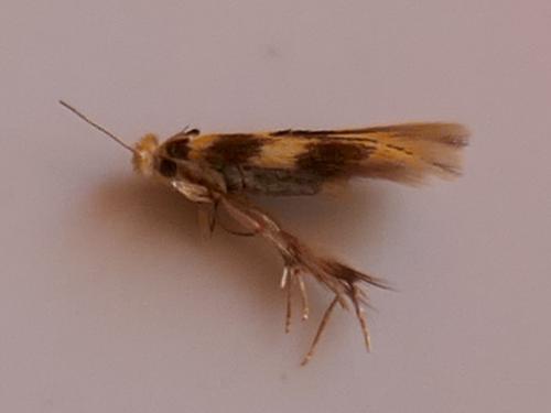 Bucculatrix thoracella