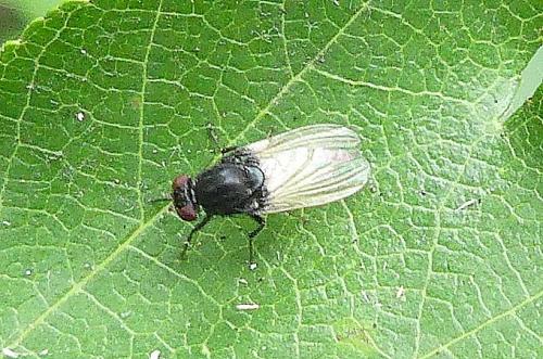 Minettia longipennis