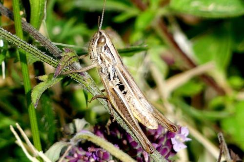Réf. 306 822 : Euchorthippus declivus