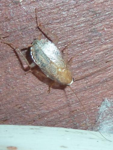 Planuncus vinzi