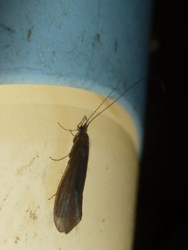 Athripsodes sp.