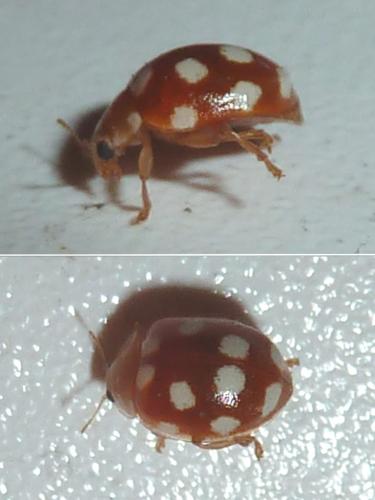 Vibidia duodecimguttata