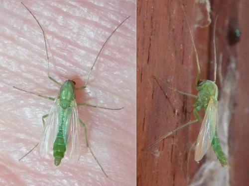 Réf. 306 611 : Chironomini inconnu