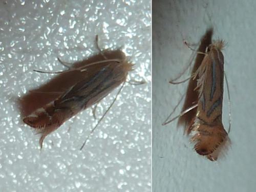 Phyllonorycter platani