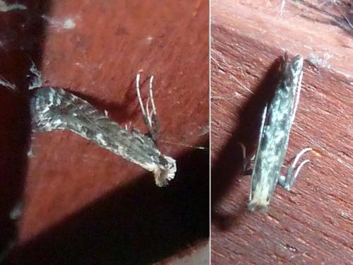 Réf. 306 646 : Parornix sp.