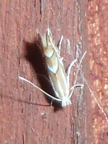 Réf. 306 651 : Phyllonorycter sp.