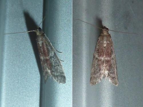 Réf. 306 857 : Ephestia sp.