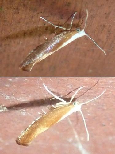 Réf. 306 858 : Argyresthia albistria