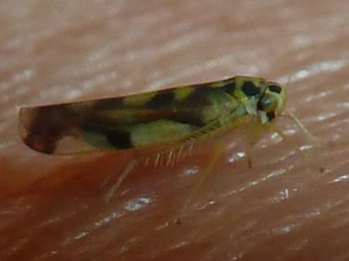 Réf. 306 982 : Eupteryx sp.