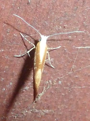 Réf. 306 859 : Argyresthia albistria