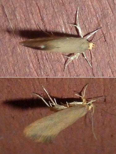 Crassa unitella