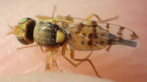 Myopites apicatus