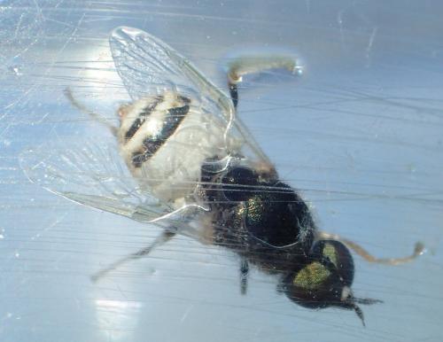 Nemotelus subuliginosus