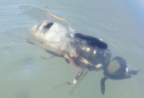 Nemotelus subuliginosus
