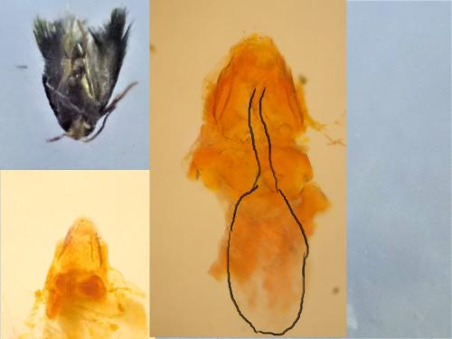 Stigmella anomalella