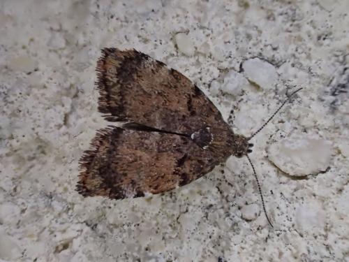 Choreutis pariana
